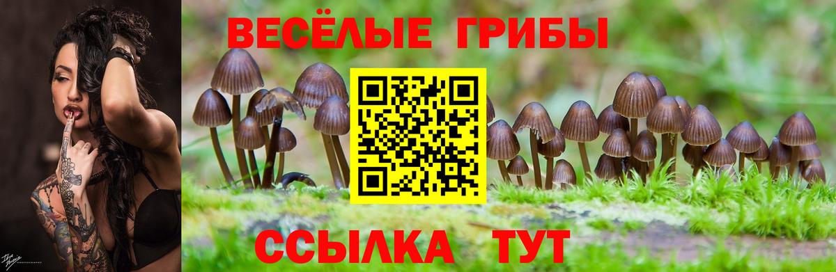 Псилоцибиновые грибы Cubensis  Вход с VPN  Ржев 